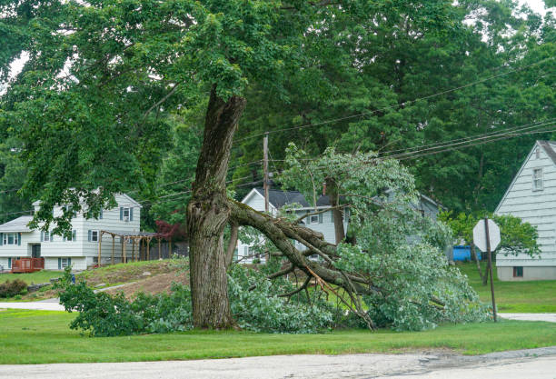 Best Professional Tree Care  in USA